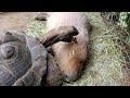 ゾウガメが耳をパクッ まんざらでもないカピバラさん。-Capybara ear/Giant tortoise  神戸どうぶつ王国