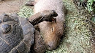ゾウガメが耳をパクッ まんざらでもないカピバラさん。Capybara ear/Giant tortoise  神戸どうぶつ王国