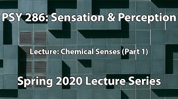 Chemical Senses (Part 1) || Sensation & Perception (PSY 286)