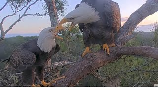 AEF NEFL Eagles ~ Gabby Invites Beau To Mate But It DOESN'T Go As Planned! 😂 😉 11.9.25