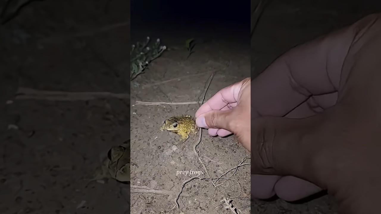 Catch big frogs funny | Try don’t laugh | catching frogs make you laugh 