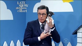 The Late Show 'Rescue Dog Rescue' With Ellie Kemper