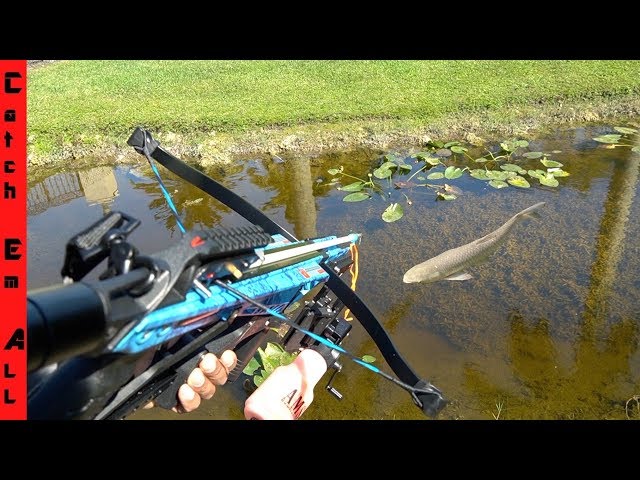 CROSSBOW FISHING from TRUCK! 