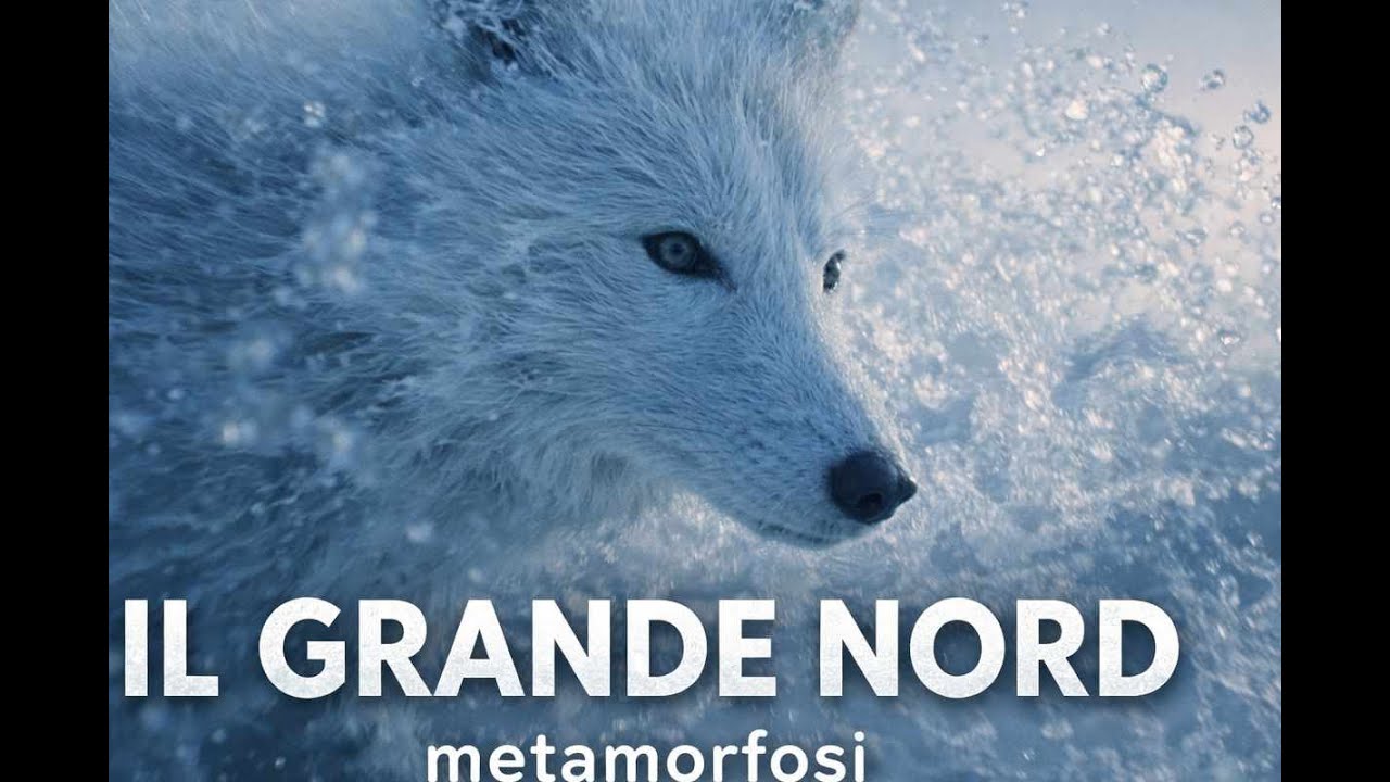 il grande nord