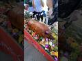 Carving a whole roast pig on the beach #pig #pork #beach