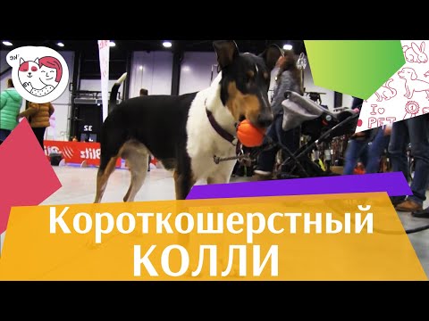 СОБАКИ КОРОТКОШЕРСТНЫЙ КОЛЛИ ЗООШОУ 2016 НА ilikepet