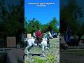 We had the most wonderful time today at 🐎 🐴  🏇 🐎 Herrmann’s Royal Lipizzan Stallions in Myakka City!