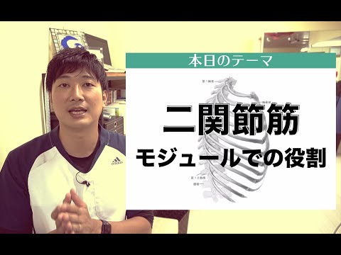 二関節筋の役割は〇〇的な運動制御！歩行分析に役立つ二関節筋の捉え方を教えます