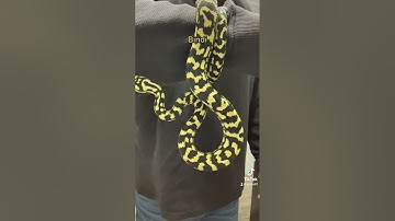 My pretty jungle carpet python.