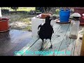 Australian Magpie doing animal impersonations.