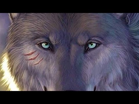 وضعية ادماجية حول الذئب باللغة الفرنسية السنة الخامسة الابتدائي