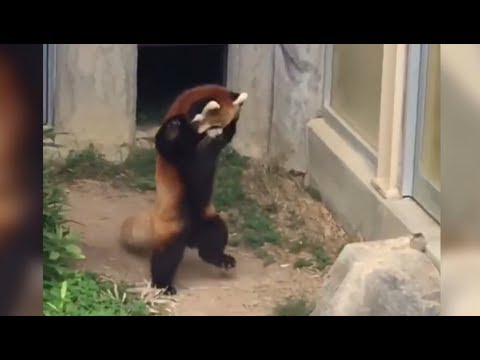 Panda Scared Big Piece of Rock - Red Panda goes Crazy - Crazy - -Crazy !! - YouTube