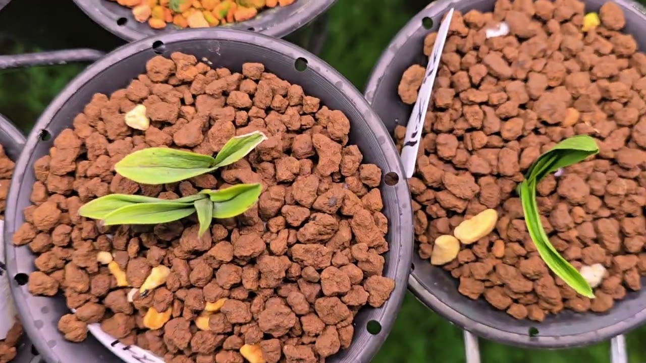 한국 춘난 서반 단엽 산반 녹호 중투  경매 합니다▶️구독 👍좋아요💋👄💋 꽁짜 2월28일 