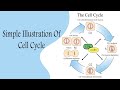 Cell Cycle شرح بالعربي 