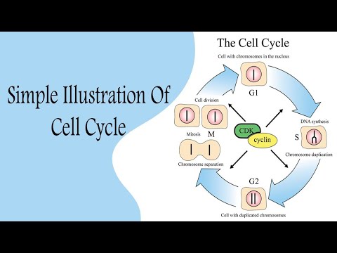 فيديو: ما هي الجينات التي تتحكم في دورة الخلية؟