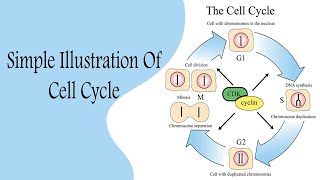 Cell Cycle شرح بالعربي