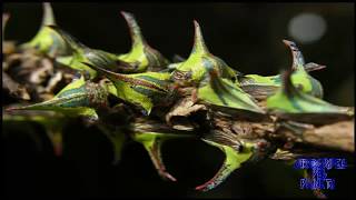 insecto Umbonia Spinosa