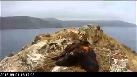 Two Harbors K-58 "The Big Chase"