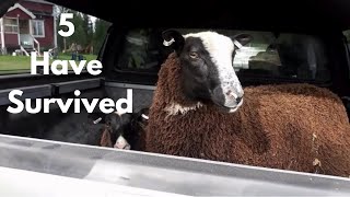 First Time Sheep Owners – How are we doing after 3 months? - Vlog