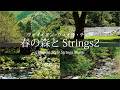 春の森とクラッシック2｜ヴァイオリン・ヴィオラ・チェロ｜信州朝日村（自然映像とBGM/心身浄化・癒し）classical strings