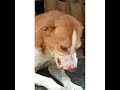 9 DOG SPEAKING WITH ME AND PAMPERING