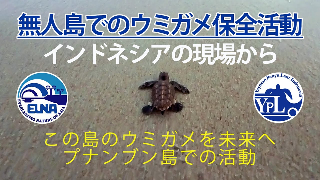 バチャンタイマイ（1オス、バチャン島） 現場分かる度◎！Youtube更新しました！-タイマイ保全活動地の紹介