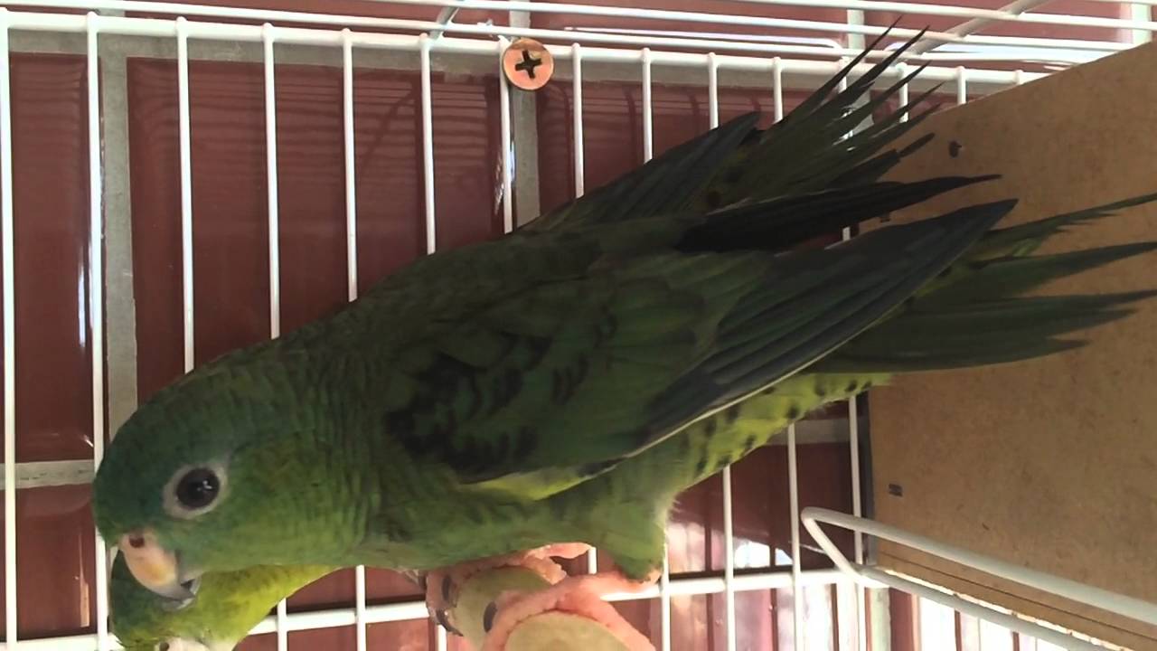 Katarinas Periquitos reprodução criação pet raros exoticos - YouTube