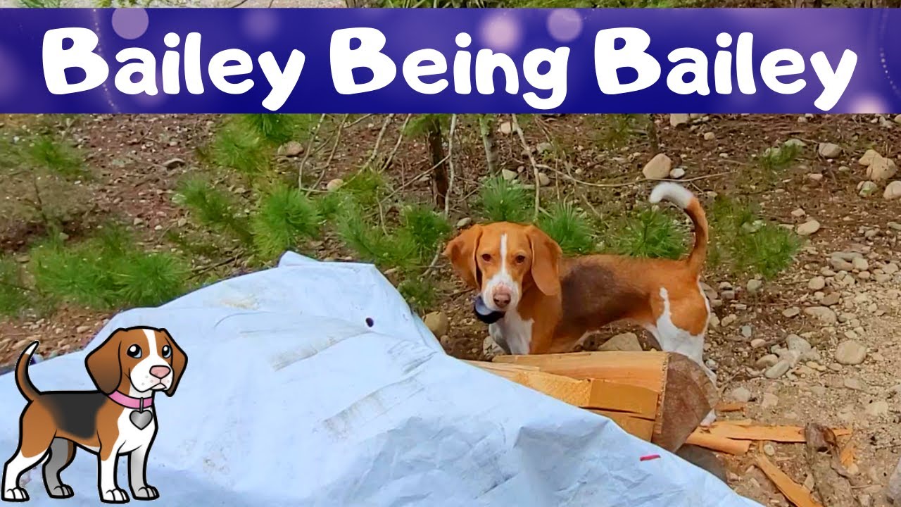 Typical Beagle Behavior - Bailey Being Bailey