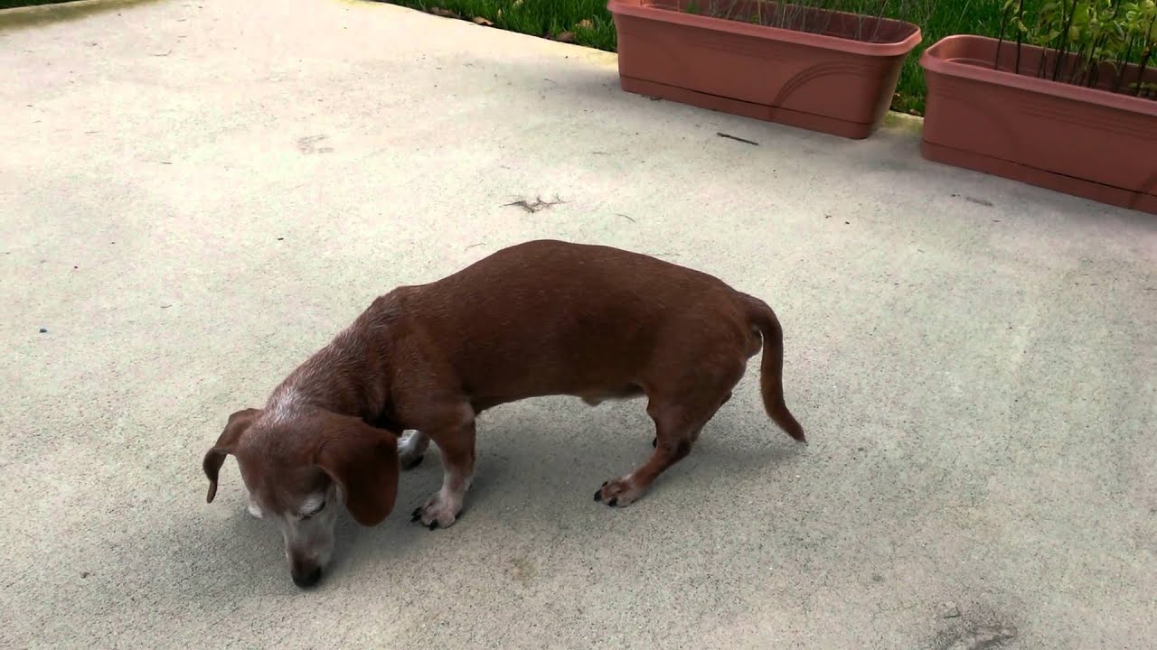 Dachshund back injury 7th Day YouTube