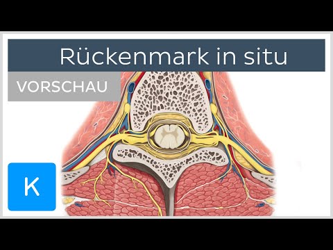 Rückenmark in situ (Vorschau) - Anatomie des Menschen | Kenhub