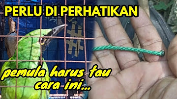 cara mikat cucak ijo jika burung tidak mau turun bawah lagi