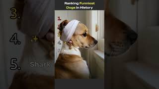 Ranking Funniest Dogs in History