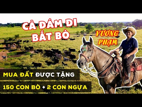 Vuong Pham Mua Đất Được Tặng 150 Con Bò và 2 Con Ngựa - Cả Đám Đi Bắt Bò