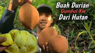 Menemukan buah hutan langka di sungai yang surut, mirip seperti durian gundul