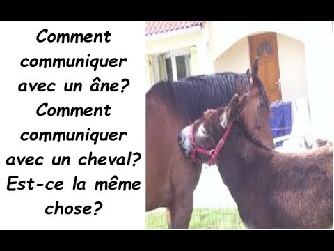 Vidéo: Quelle Est La Différence Entre Un âne Et Un âne ?