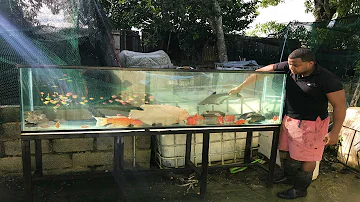 ¿Qué ven los peces desde dentro de la pecera?