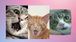 The Cat Diving Olympics | Part 1