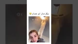 القط بيكو صار ابو عصام باب الحارة ??