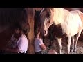 Horses Healing People