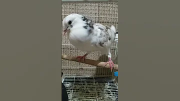 صوت انثى الحمام 