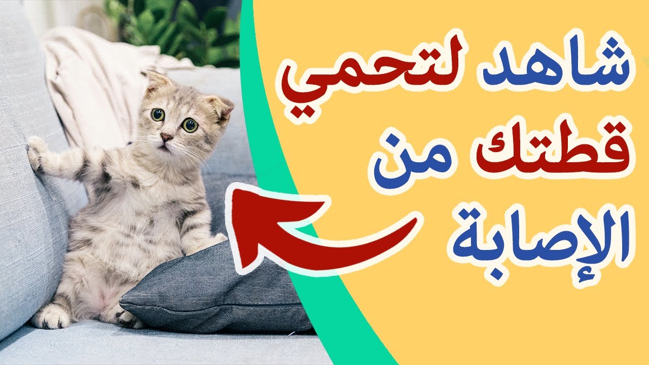 أخطر فايروس يصيب القطط