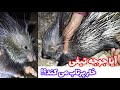 آیا جوجه تیغی خارپرتاب می کند چوله Histrix Indica سیخور تشی Indian Crested Porcupine 