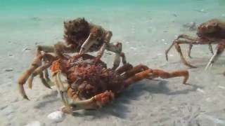THE CRABBENING: Battle of the Pincers