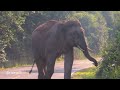 หนุ่มน้อยเรนเจอร์โชว์ตัวยามเช้า #พลายเรนเจอร์ #elephantthailand #อุทยานแห่งชาติเขาใหญ่