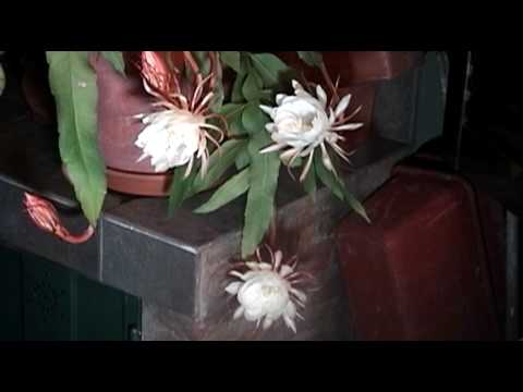 Cactus orqudea - Apertura de flor - 2 hs en 16 seg...