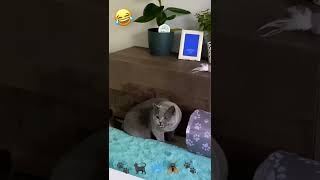 Cat vs bug funniest cat video ❤‍⬛ sound on