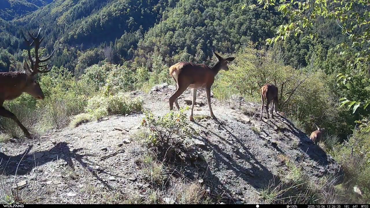 Stalker di cerve 🦌 - Cervus elaphus