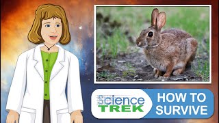 Animal Adaptation: How to Survive | Science Trek