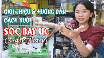 Giới thiệu và hướng dẫn cách nuôi Sóc Bay Úc (Sugar Slider)