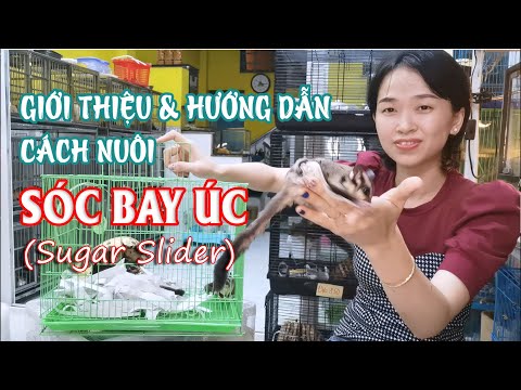 Video: Sugar Gliders: Thông tin chung và nuôi thú cưng